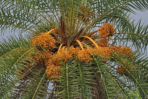 ಕಂದಾಯ ಇಲಾಖೆಗೆ ವರ್ಗಾವಣೆಯಾದ ಅಬಕಾರಿ ಭೂಮಿ