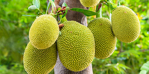 ಹಲಸಿನ Jackfruit ಸಾಂದರ್ಭಿಕ ಚಿತ್ರ.