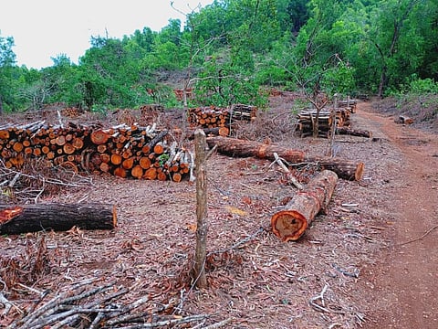 ಅರಣ್ಯ ಇಲಾಖೆ ಅಕೇಶಿಯಾ ನೆಡುತೋಪು (Plantation) ಕಟಾವು ಮಾಡಿರುವುದು. 