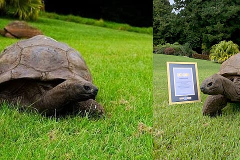 Jonathan the tortoise is a Guinness World Records Icon