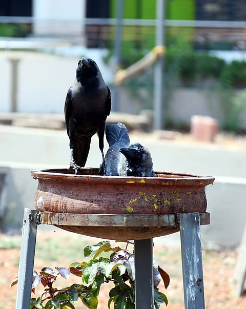  ಕಾಸರಗೋಡು ನೆಲ್ಲಿಕುಂಜೆ ಮುಹಿಯುದ್ದೀನ್ ಮಸೀದಿ ವಠಾರದಲ್ಲಿ ಪಕ್ಷಿಗಳಿಗೆ ನೀರುಣಿಸಲು ಅಳವಡಿಸಿರುವ ಮಣ್ಣಿನ ಮಡಕೆಯಲ್ಲಿ ಕಾಗೆಗಳು ಬಿಸಿಲಿನ ಬೇಗೆಯಿಂದ ಪಾರಾಗಲು ಜಳಕದಲ್ಲಿ ನಿರತವಾಗಿರುವುದು.