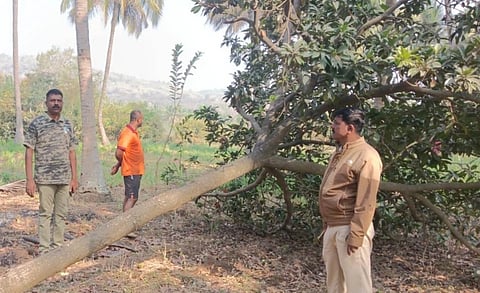  ಕೈಲಾಂಚ ಹೋಬಳಿ ತುಂಬೇನಹಳ್ಳಿಯಲ್ಲಿ ಆನೆಗಳ ದಾಳಿಯಿಂದ ನಾಶವಾದ ರೈತರ ಫಸಲು ವೀಕ್ಷಣೆ ನಡೆಸುತ್ತಿರುವ ವಲಯ ಅರಣ್ಯಾಧಿಕಾರಿ ಮಹಮ್ಮದ್​ ಮನ್ಸೂರ್​. ಅರಣ್ಯ ರಕ್ಷಕ ಶಾಂತಕುಮಾರ್​ ಇದ್ದರು. 