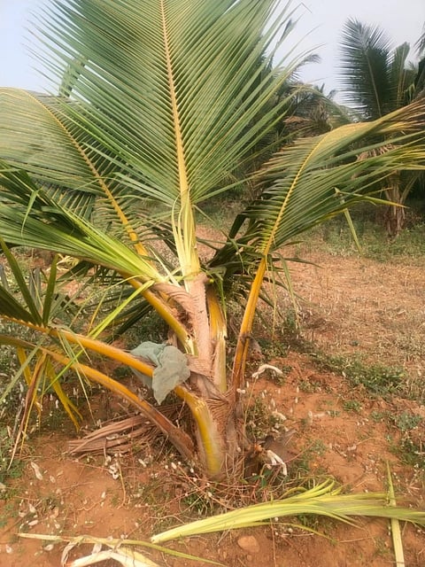 ಕೈಲಾಂಚ ಹೋಬಳಿ ವಡ್ಡರಹಳ್ಳಿಯಲ್ಲಿ ಆನೆಗಳ ದಾಳಿಗೆ ತೆಂಗಿನಮರ ನಾಶವಾಗಿವೆ.