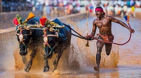 ಕಂಬಳದ ಸಾಂದರ್ಭಿಕ ಚಿತ್ರ