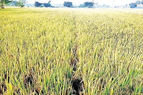ಸಾವಯವ ಕೃಷಿಯಲ್ಲಿ ಬೆಳೆದ ಭತ್ತ ಬೆಳೆ.
