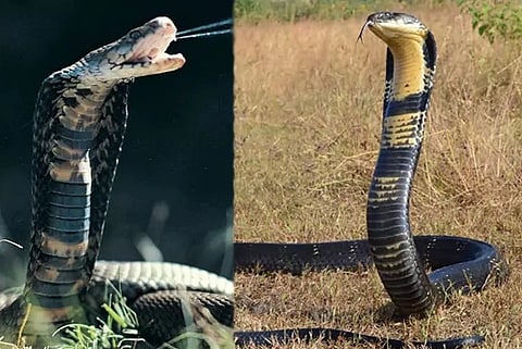ನಮ್ಮನ್ನು ಬೆನ್ನಟ್ಟುತ್ತವೆ