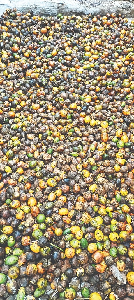 ಹವಾಮಾನ ವೈಪರೀತ್ಯದಿಂದಾಗಿ ಉದುರುತ್ತಿರುವ ಅಡಿಕೆ.