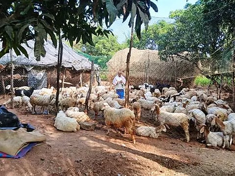 ಮಂಚೇಗೌಡರಿಗೆ ಕೈ ಹಿಡಿದ ಕುರಿ ಸಾಕಾಣಿಕೆ