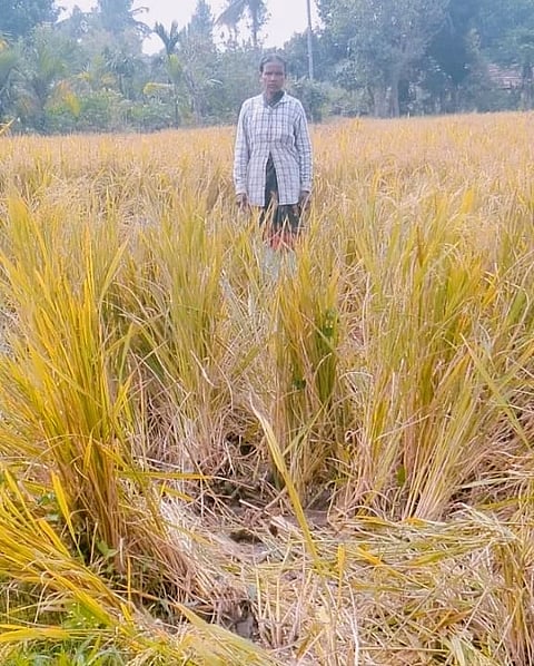   ಹುದುಗೂರು ಬಳಿಯ ಕಾಳಿದೇವನ ಹೊಸೂರು ಗ್ರಾಮದ ಗದ್ದೆಯೊಂದರಲ್ಲಿ ಕಾಡಾನೆ ದಾಳಿಯಿಂದ ನಾಶವಾದ ಭತ್ತದ ಫಸಲು
