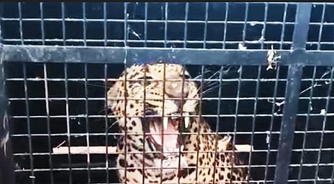  ನಾಯಕನಹಳ್ಳಿ ಗ್ರಾಮದಲ್ಲಿ ಬೋನಿಗೆ ಬಿದ್ದ ಚಿರತೆ.