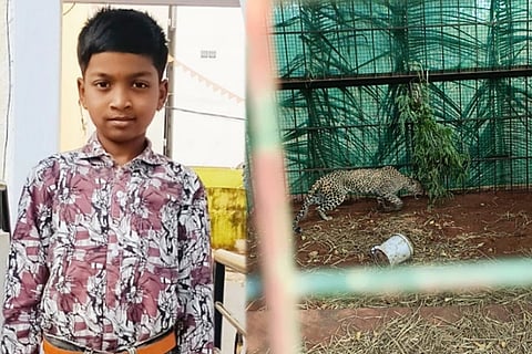 ಮಹದೇಶ್ವರ ಬೆಟ್ಟದಲ್ಲಿ ಬೋನಿಗೆ ಬಿದ್ದ ಚಿರತೆ: ಮೇ 10ರಂದು ಬಾಲಕನನ್ನು ಬಲಿ ಪಡೆದ ಆ ಚಿರತೆ ಇದೇನಾ? Leopard Caught  