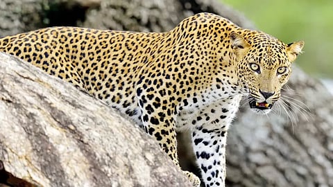ಸಾಂದರ್ಭಿಕ ಚಿತ್ರ