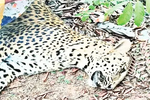 ಬೈಕ್ ಡಿಕ್ಕಿಯಾಗಿ ಮೃತಪಟ್ಟ ಚಿರತೆ.