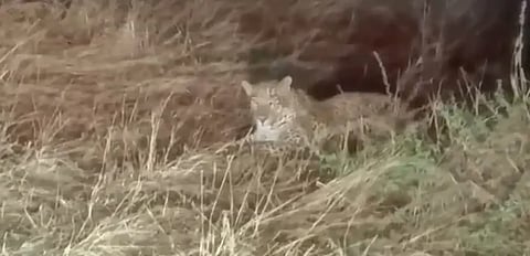 ಸುತಗಟ್ಟಿ ಹೊರವಲಯದಲ್ಲಿ ಕಾಣಿಸಿದ್ದ ಚಿರತೆ. Leopard