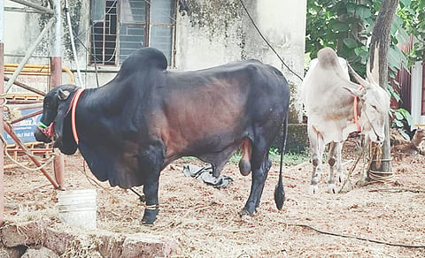 ಅಕ್ರಮವಾಗಿ ಸಾಗಿಸುತ್ತಿದ್ದ ಜಾನುವಾರು Livestock ರಕ್ಷಿಸಿದ ಪೊಲೀಸರು.