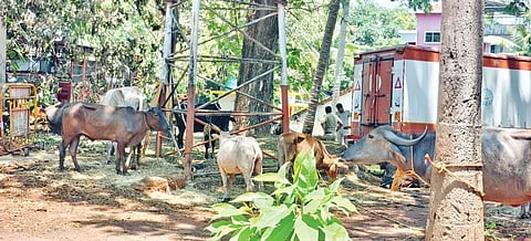 ಅಕ್ರಮವಾಗಿ ಸಾಗಿಸುತ್ತಿದ್ದ Livestock ಜಾನುವಾರುಗಳನ್ನು ಪೊಲೀಸರು ರಕ್ಷಿಸಿರುವುದು.