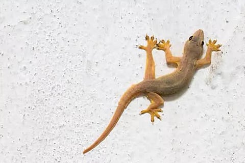 Lizard vastu signs in house  