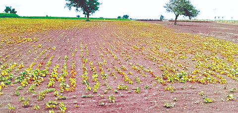 ಮುಳಗುಂದ ವ್ಯಾಪ್ತಿಯ ಹೊಲದಲ್ಲಿ ಹೆಸರು ಬೆಳೆ ತೇವಾಂಶವಿಲ್ಲದ ಕಾರಣ ಒಣಗಿರುವದು.