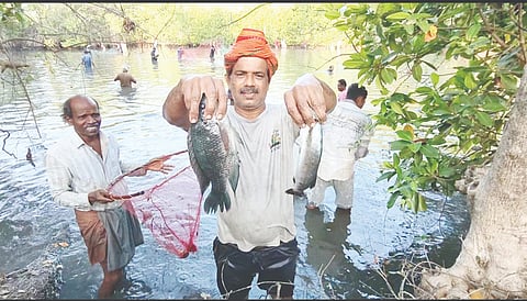  ಮೂಲ್ಕಿ ಚಿತ್ರಾಪು ತಂಕರನಾಗ ಕೊಳದಲ್ಲಿ ಹಿಡಿದ ಮೀನು.
