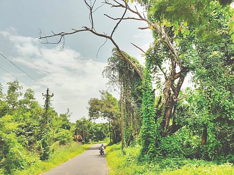  ರೈಲ್ವೆ ನಿಲ್ದಾಣ ರಸ್ತೆಯಲ್ಲಿ ಸತ್ತು ಒಣಗಿದ ಅಪಾಯಕಾರಿ ಮರಗಳು.