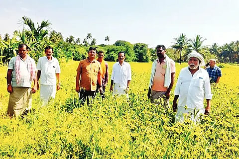 ಆನಗೋಡು ಹೋಬಳಿಯ ಆಲೂರು ಹಟ್ಟಿ ಗ್ರಾಮದ ರಾಗಿ ಜಮೀನಿಗೆ ಸೋಮವಾರ ಎಡಿಎ ಡಿ.ಎಂ. ಶ್ರೀಧರಮೂರ್ತಿ ಭೇಟಿ ನೀಡಿ ಪರಿಶೀಲನೆ ನಡೆಸಿದರು. ರೈತರು, ಗ್ರಾಮಸ್ಥರು ಇದ್ದರು.