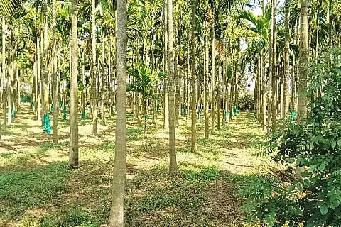 ಸಾವಯವ ಕೃಷಿ ಪದ್ಧತಿಯಲ್ಲಿ ಹುಲುಸಾಗಿ ಬೆಳೆದು ನಿಂತಿರುವ ಅಡಕೆ ತೋಟ.organic farming