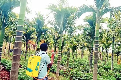  ಮಾಯಕೊಂಡದಲ್ಲಿ ರೋಗಬಾಧಿತ ಅಡಕೆ ಗಿಡಗಳಿಗೆ ಕೀಟನಾಶಕ ಸಿಂಪಡಣೆ ಮಾಡುತ್ತಿರುವುದು.