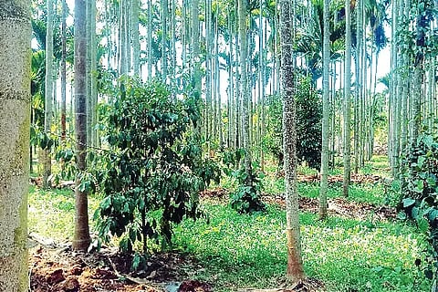 ಹುಲುಸಾಗಿ ಬೆಳೆದಿರುವ ಅಡಕೆ ತೋಟ. Agriculture