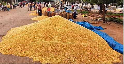 ಮಾರುಕಟ್ಟೆಗೆ ತಂದ (Maize rate) ಗೋವಿನ ಜೋಳ.