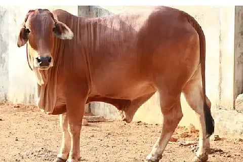 male-calves : ಜರ್ಸಿ ತಳಿಯ ಗಂಡು ಕರು. 