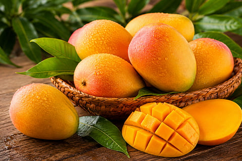 Mango Season