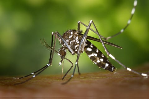 Mosquitoes Bite Research