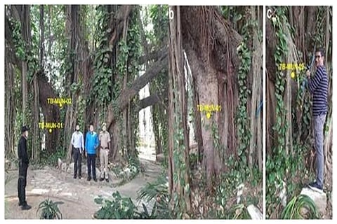Munger Banyan Tree