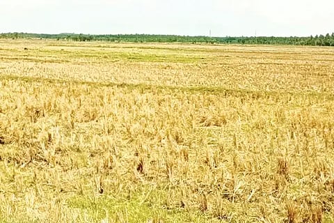 ನೀರಿನ ಕೊರತೆಯ ಹಿನ್ನೆಲೆಯಲ್ಲಿ ಮಾಯಕೊಂಡ ಹೋಬಳಿಯಲ್ಲಿ ಭದ್ರಾ ಅಚ್ಚುಕಟ್ಟು ಪ್ರದೇಶದ ಗದ್ದೆಗಳನ್ನು ಉಳುಮೆ ಮಾಡದೆ ಹಾಗೇ ಬಿಟ್ಟಿರುವುದು. bhadra reservoir
