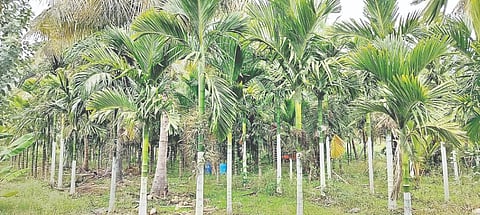  ನಾಗೇಗೌಡ ಜಮೀನಿನಲ್ಲಿ ಅಡಿಕೆ ಮರ