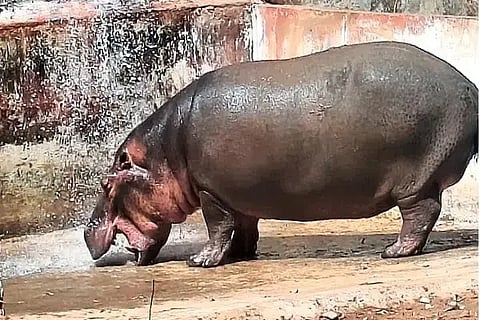 ಹುಲಿ ಮತ್ತು ಸಿಂಹಧಾಮದಲ್ಲಿರುವ ನೀರಾನೆ ಹಂಸಿಣಿ.