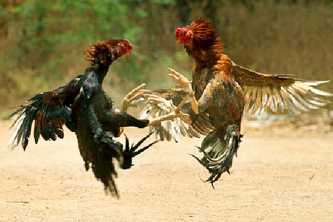 ಸಾಂದರ್ಭಿಕ ಚಿತ್ರ
