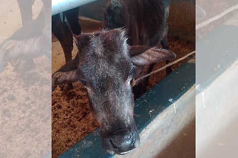  ಪೆರ್ಲ ಬಜಕೂಡ್ಲು ಅಮೃತಧಾರಾ ಗೋಶಾಲೆಯ ಬಂಗಾರಿ.