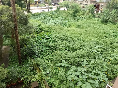ಉಡುಪಿ-ಮಣಿಪಾಲ ರಾ.ಹೆ. ಪಕ್ಕದಲ್ಲೇ ಇರುವ ಖಾಲಿ ನಿವೇಶನದಲ್ಲಿ ಅನಗತ್ಯ ಬೆಳೆದ ಗಿಡಗಂಟಿ.