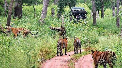 ಹುಲಿ ಸಂರಕ್ಷಿತ ಪ್ರದೇಶದಲ್ಲಿ ಸಫಾರಿ