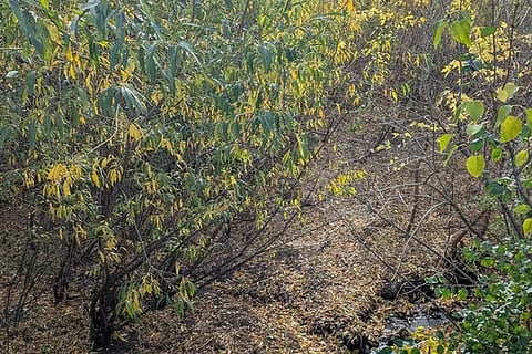 ಈ ಫೋಟೋದಲ್ಲಿರುವ ಜಿಂಕೆಯನ್ನು ಪತ್ತೆಹಚ್ಚಿ