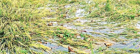ಕುಕ್ಕುವಾಡ ಗ್ರಾಮದಲ್ಲಿ ಜಲಾವೃತವಾದ ಭತ್ತದ ಗದ್ದೆ