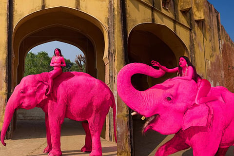  Pink Elephant