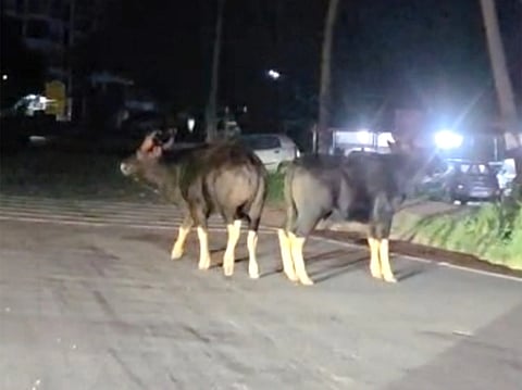 ದರ್ಬೆ ಸಮೀಪದ ಬೈಪಾಸ್ ರಸ್ತೆಯಲ್ಲಿ ಕಾಣಿಸಿಕೊಂಡ ಕಾಡುಕೋಣಗಳು.