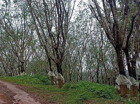 ದಕ್ಷಿಣ ಕನ್ನಡದಲ್ಲಿ ಸರಿಯಾಗಿ ಗಮನ ನೀಡದಿರುವ ರಬ್ಬರ್ ತೋಟ.