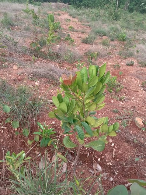 ಖಾಲಿ ಜಾಗದಲ್ಲಿ ಗೇರು ಕೃಷಿಗೆ ಮುಂದಾದ ರೈತ.