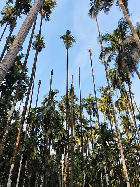 ಅತಿಯಾದ ಮಳೆಯಿಂದ ಅಡಕೆ ಕೊಳೆ ರೋಗ ನಿಯಂತ್ರಣಕ್ಕೆ ಬಾರದೆ ಅಡಕೆ ಮರಗಳು ಸತ್ತಿರುವುದು.