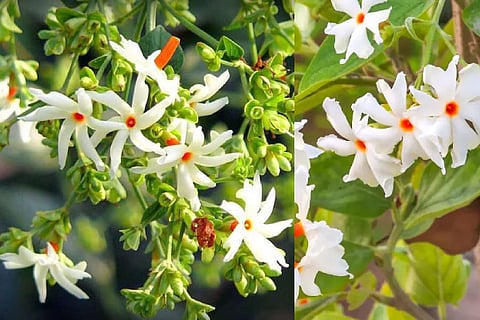Parijata Plant Vastu Direction