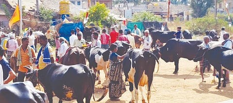 ಹಾನಗಲ್ಲ ತಾಲೂಕಿನ ಗ್ರಾಮವೊಂದರಲ್ಲಿ ಜಾನುವಾರುಗಳಿಗೆ ಸಾಮೂಹಿಕವಾಗಿ ಲಸಿಕೆ ಹಾಕುತ್ತಿರುವ ಪಶುವೈದ್ಯ ಇಲಾಖೆ ಸಿಬ್ಬಂದಿ.