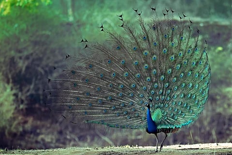 Peacock Dance
